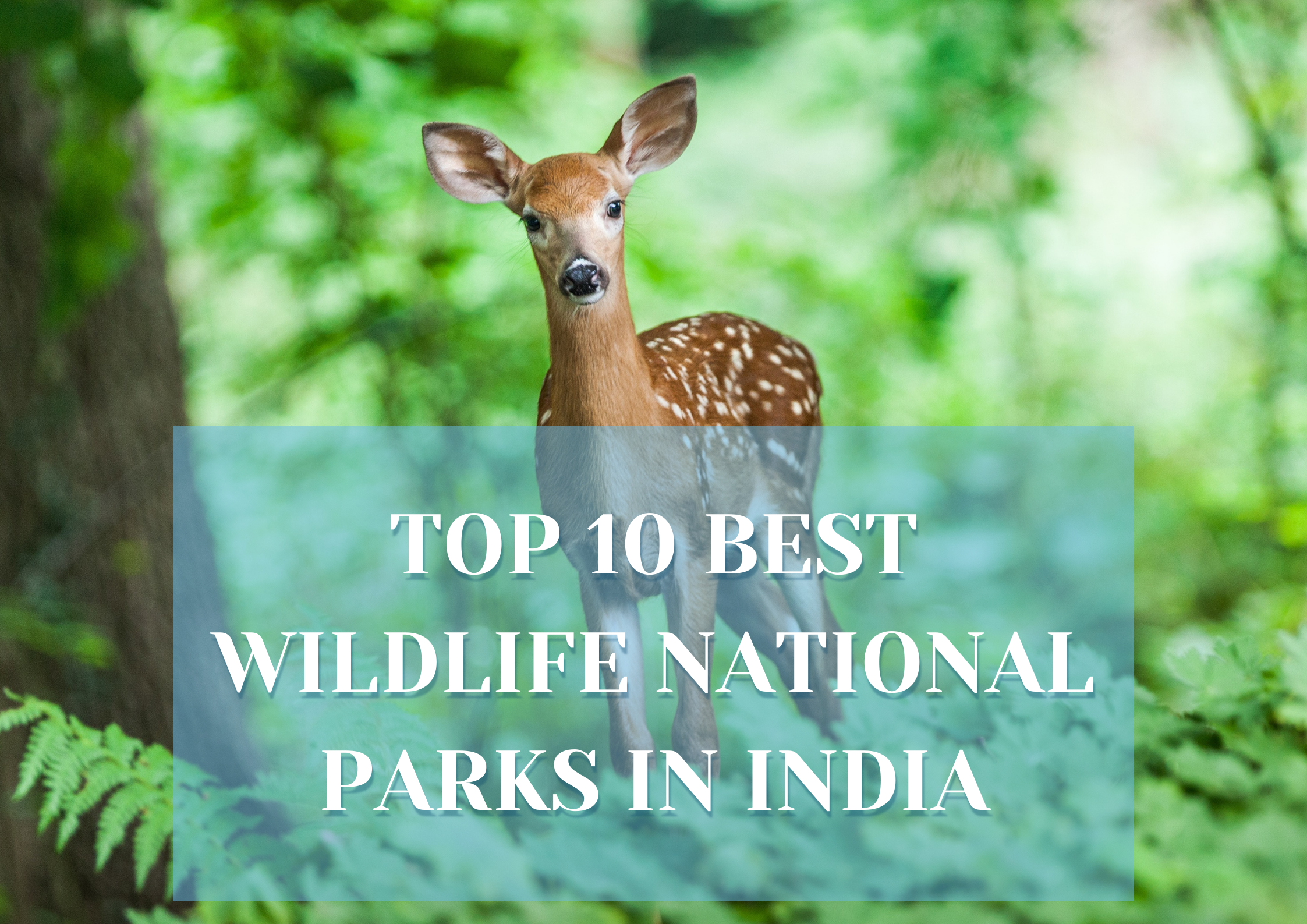 Top 10 best wildlife national parks in India
