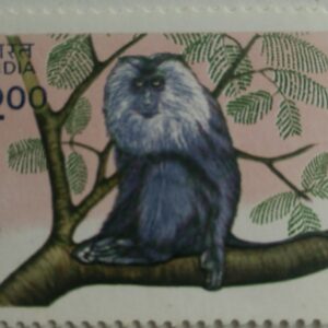 Indian wildlife: Lion-tailed Macaque - MNH