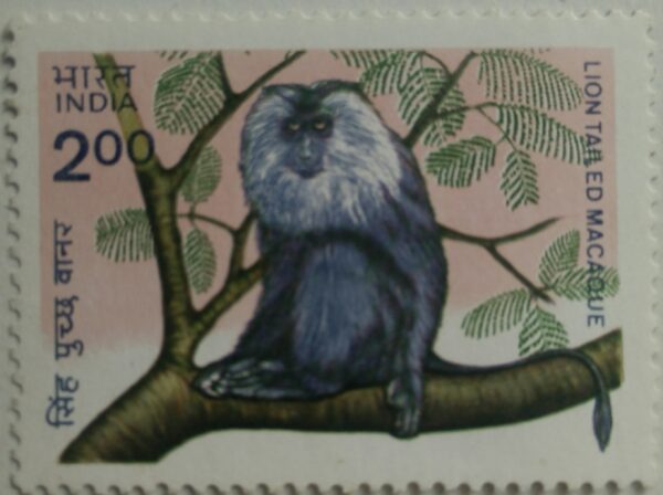 Indian wildlife: Lion-tailed Macaque - MNH