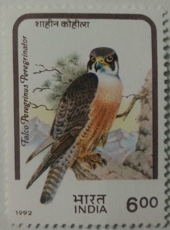Birds of Prey. Peregrene Falcon - MNH