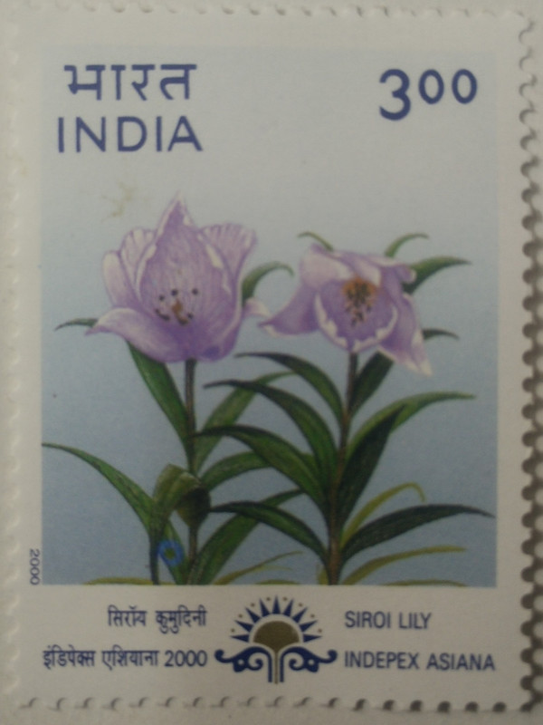 "Indepex-Asiana 2000";Lilium macklinae- MNH