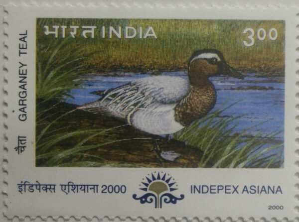 Garganey Teal Migratory Birds Thematic Indepex Asiana 2000 Rs.3- MNH