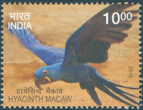 Exotic Birds; Hyacinth Macaw - MNH