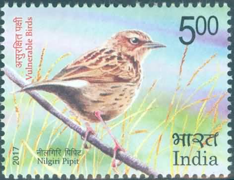 Vulnerable Birds. Nilgiri pipit - MNH
