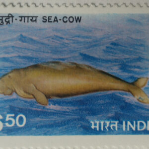 Endangered Marine Mammals, Dugong dugon (Hinged/Gum washed)