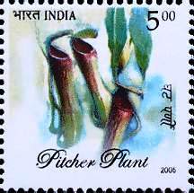 Flora & Fauna of North East India, Nepenthes khasiaana- MNH