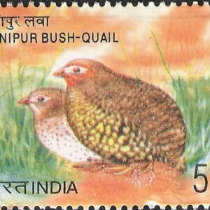 Endangered Birds of India, Manipur Bush-Quail, Perdicula manipurensis- MNH