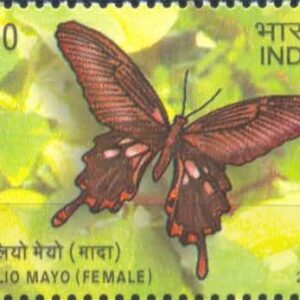 Epiindemic Butterglies of Andaman and Nicobar Island,mormon Female- MNH