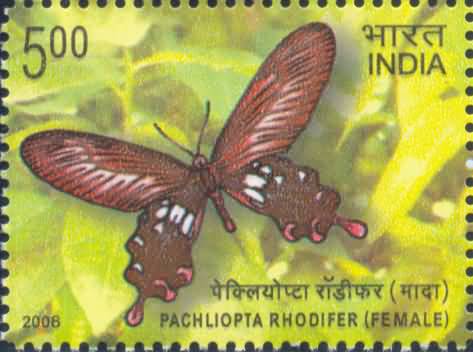 Epiindemic Butterglies of Andaman and Nicobar Island, Andaman club Tail Male- MNH