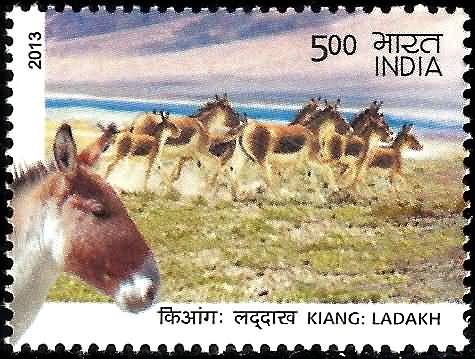 Wild Ass of Kutch & Ladakh - Kiang : Ladakh Kiang, Equus Kiang, Wild Ass Rs. 5 - MNH
