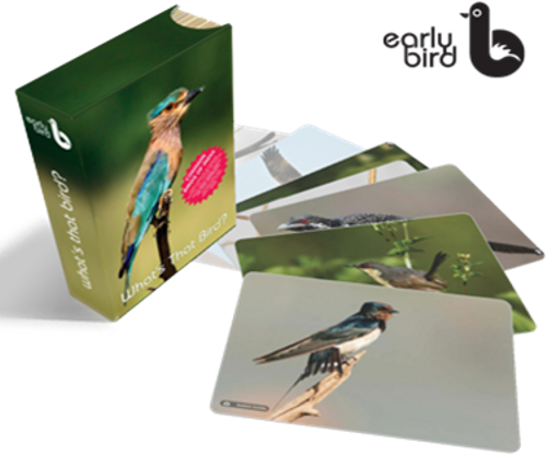 Early Bird flashcards (English)