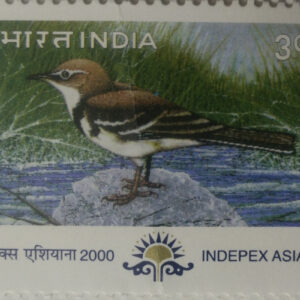 Forest Wagtail Migratory Birds Thematic Indepex Asiana 2000 Rs.3 (Hinged/Gum washed)