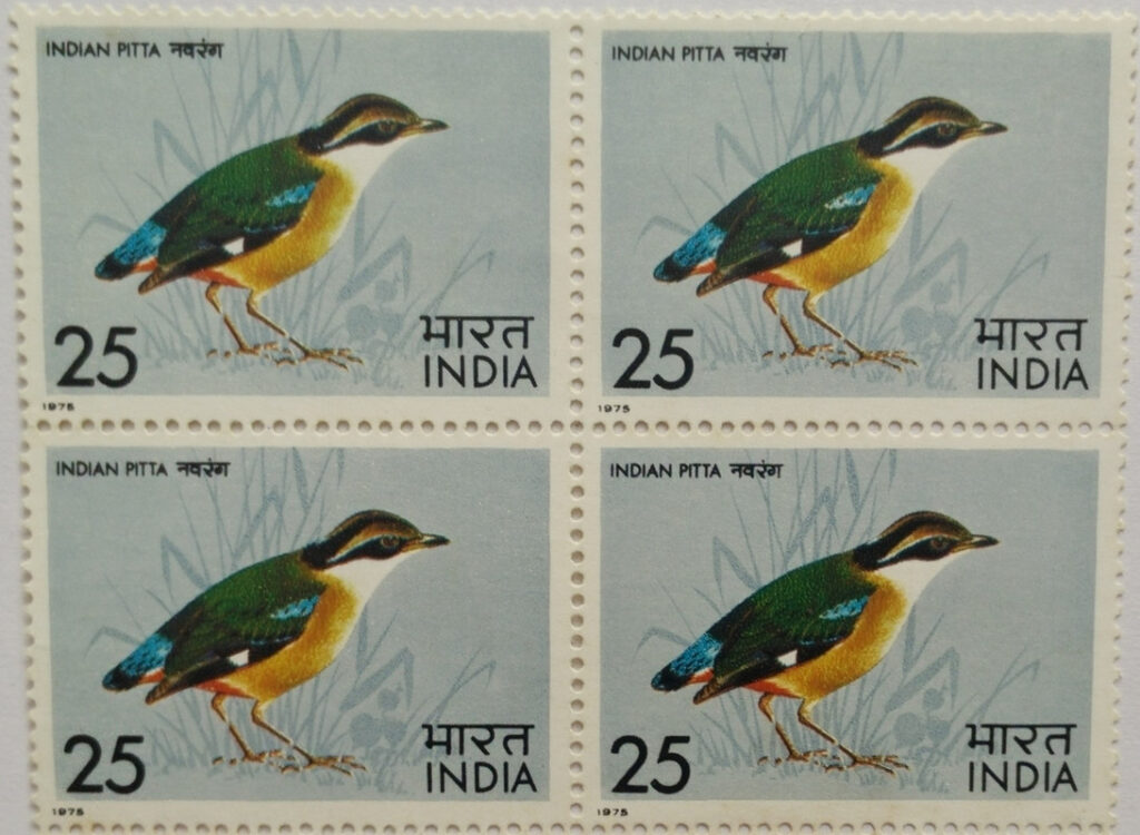 Indian Pitta. Bird, Indian Pitta, Pitta Brachyura, Passerine, 25 P