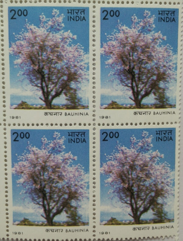 Flowering Trees - Bauhinia. Flower, Tree, B. divaricata, Kachnar,Rs. 2