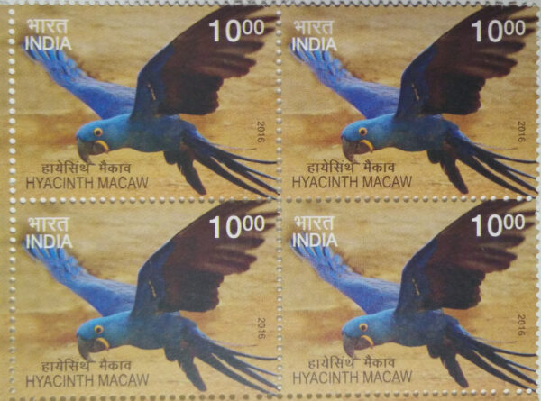 Exotic Birds; Hyacinth Macaw