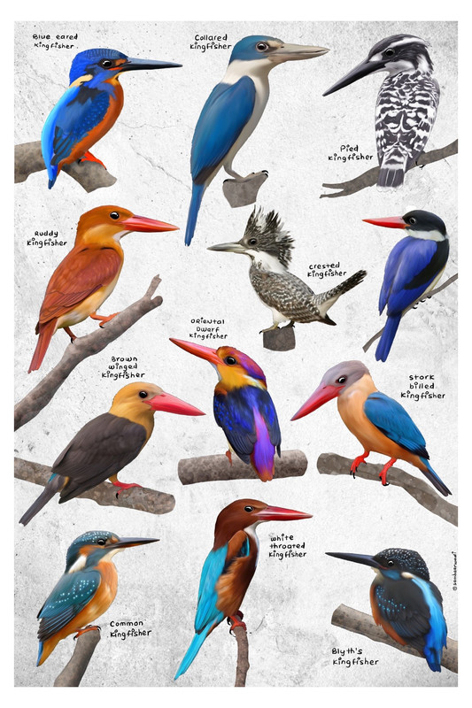 Kingfishers of India by sambaarwadi - Wildlifekart is an online shop ...